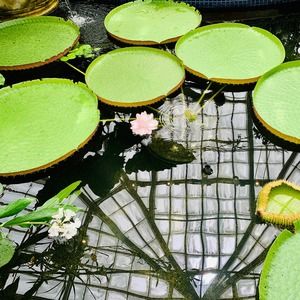 Meet your Posher, Helen